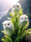 Amazing plants! Cat's eye dazzle