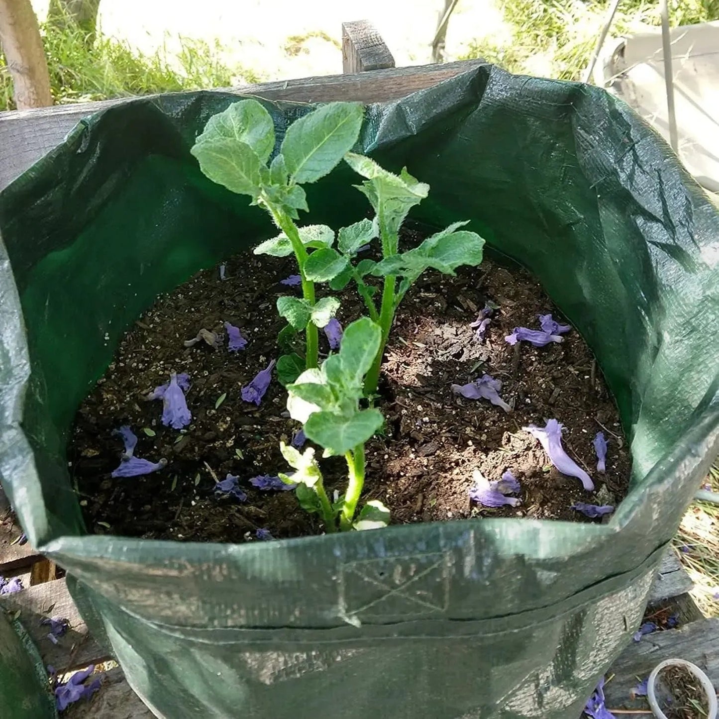 🏆45K+ SOLD🥔🌱10 Gallon Potato Grow Bags