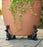 Potty Feet Plant Pot Feet