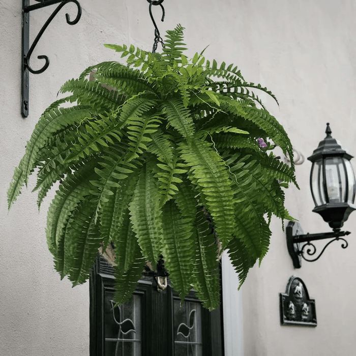 ✨This Week's Special Price $19.99💥UV Resistant Lifelike Artificial Boston Fern